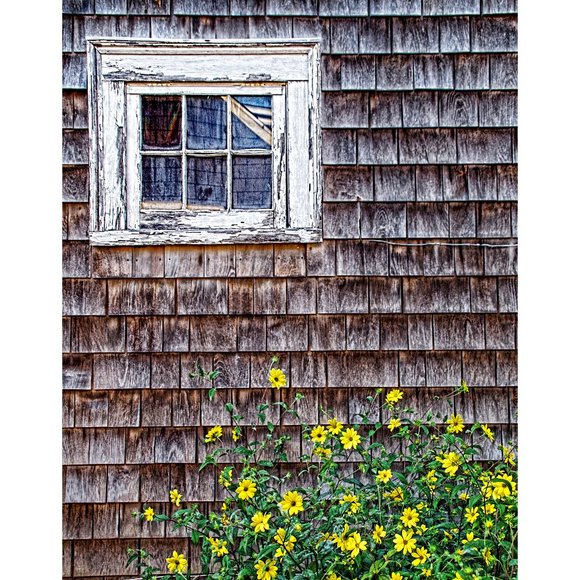 Window and Flowers 5 x 7 print - Picture 1 of 1
